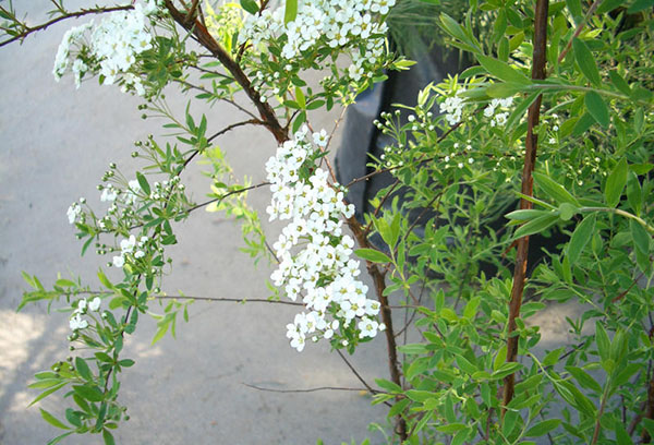 Spirea flowering Grefsheim