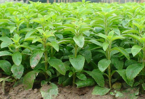 Growing stevia