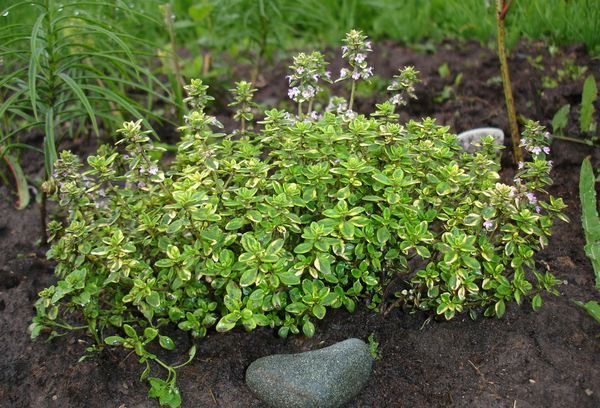 Planted thyme