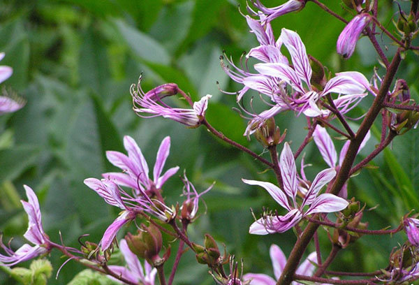 Flores de la zarza ardiente