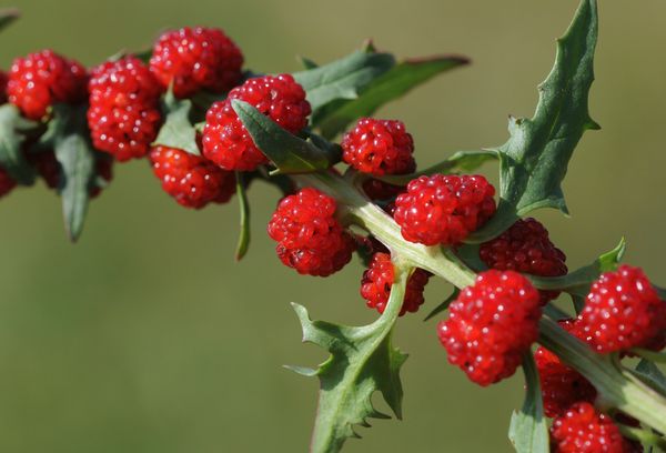 Fruto de fresa y espinaca