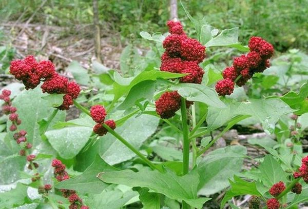 Aardbei spinazie fruit