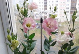 Blommande lisianthuses på fönsterbrädan