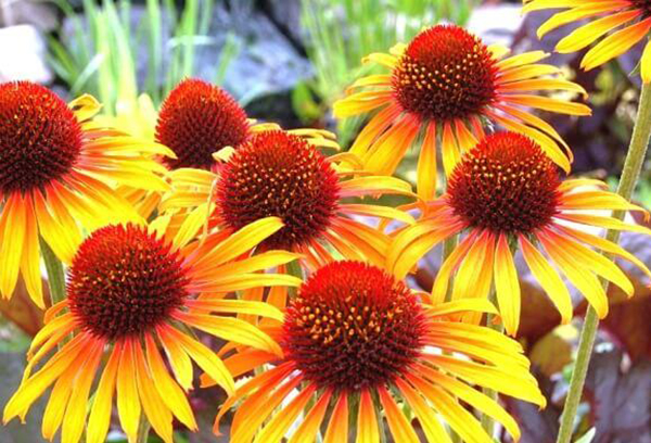 Echinacea with yellow flowers