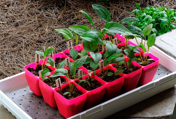 Echinacea Seedling Containers