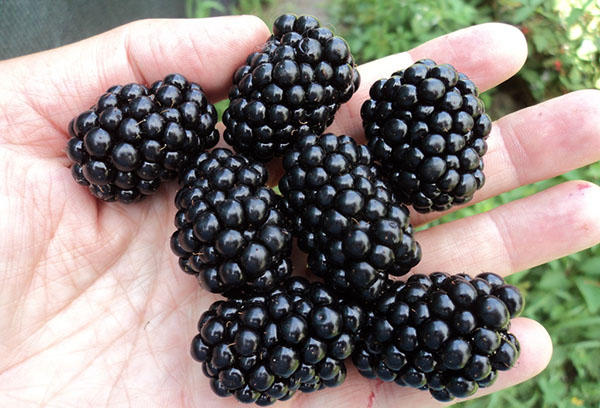 Large blackberry