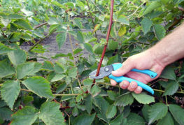 Summer Blackberry Pruning