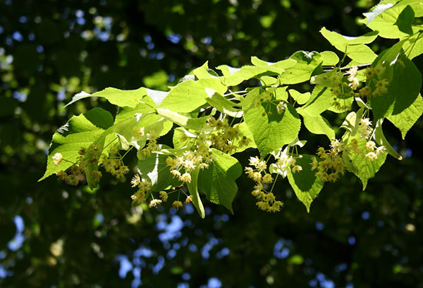 Blossoming linden branch