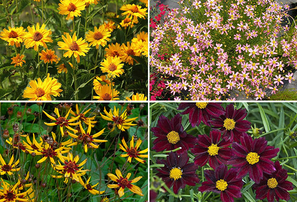 Different types of coreopsis