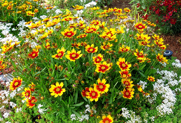 Coreopsis i blomsterbädden