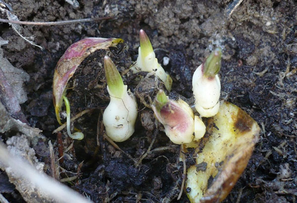 Lily sprouts