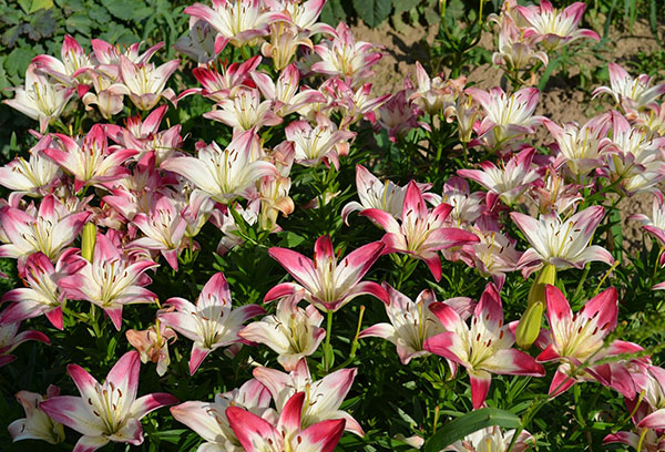 Blooming lilies