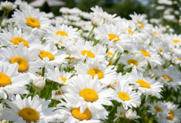 Flowering daisy