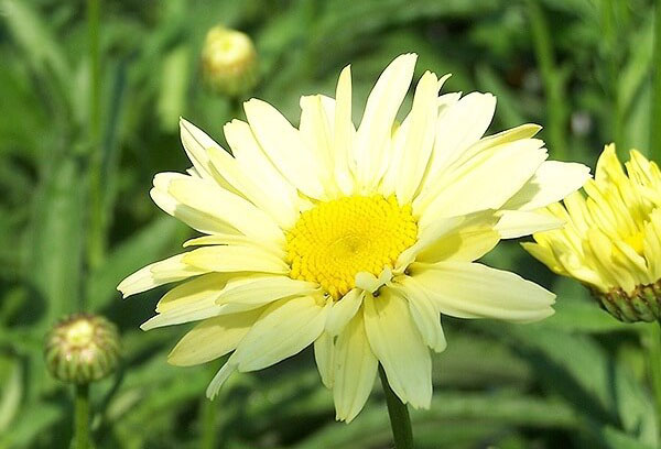 Yellow cornflower