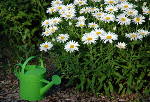 Garden watering can and blooming daisies