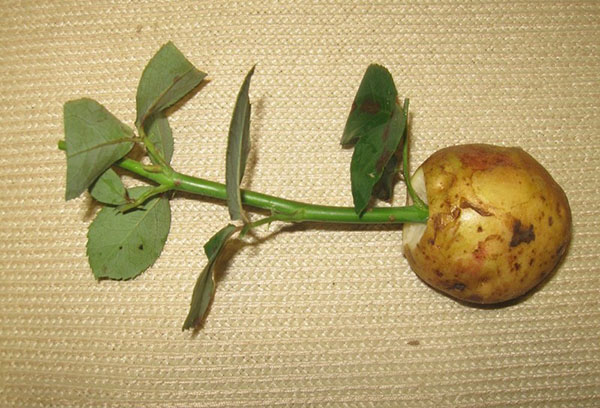 Trồng hoa hồng bằng khoai tây tại nhà