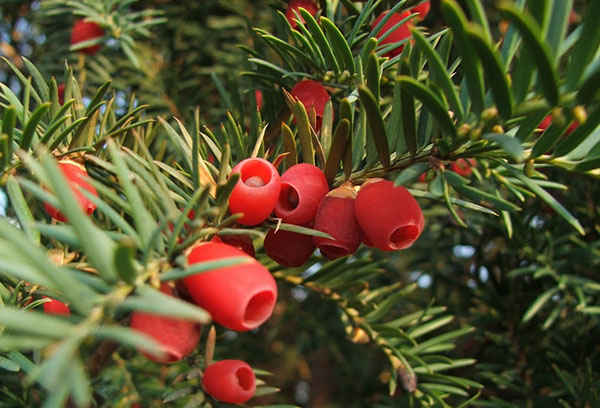 Berry yew fruits