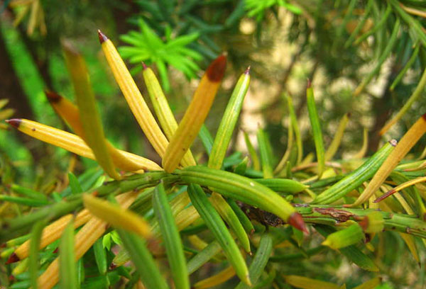 Damaged shoot of berry yew