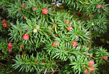 Crown yew berry