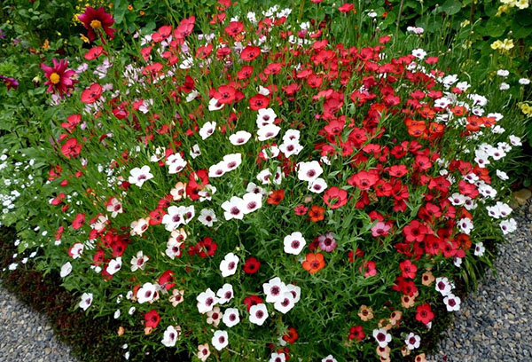 White and red linen in the flowerbed