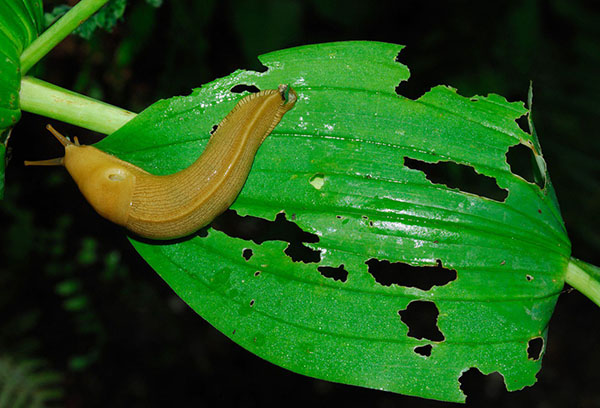 Slug on a sheet of funkya