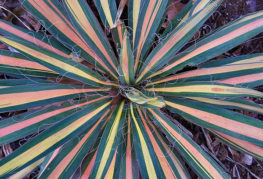 Yucca filamentös