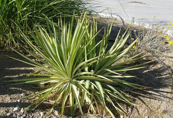Yucca dries outdoors