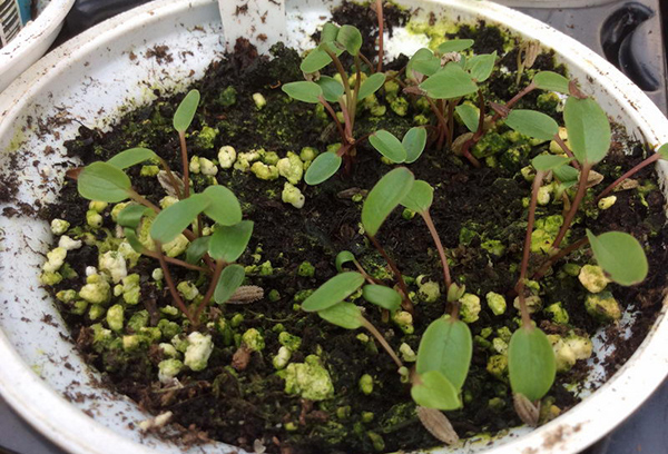Growing seedlings of astrania