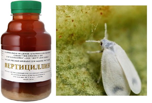 Whitefly control agent
