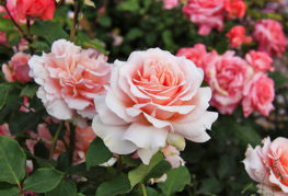 Blooming tea rose