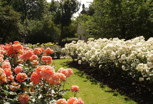 Hybrid tea roses of different varieties
