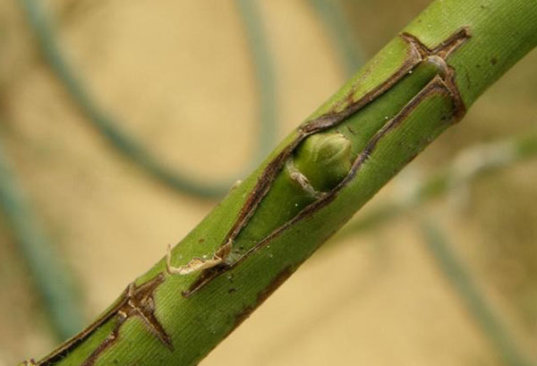 Grafting on the stem of a rose