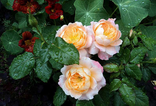 Blooming hybrid tea rose