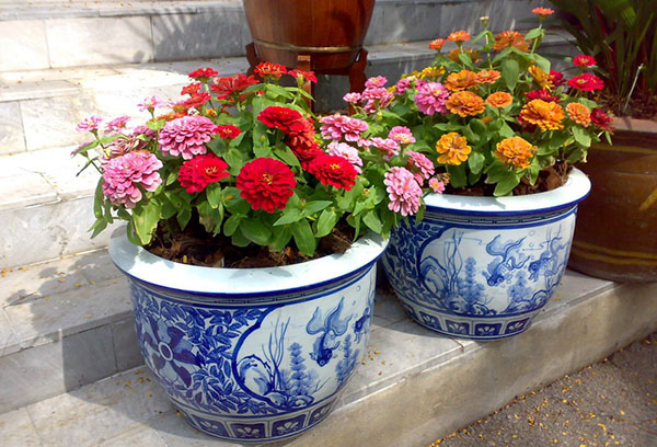 Zinnias in flowerpots