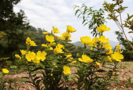 Teunisbloem in de natuur