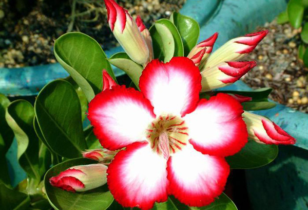 Ipomoea varietal flower