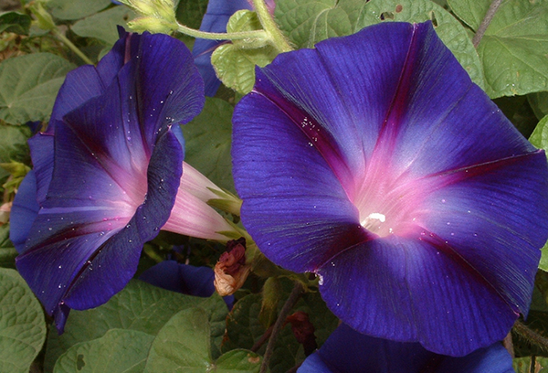 Blooming morning glory