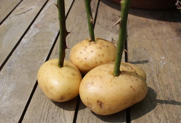 Växande rosor i potatis