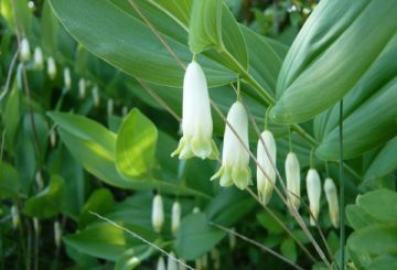 Garden lily of the valley