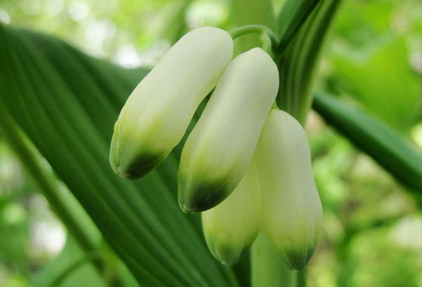 Lily of the valley flowers