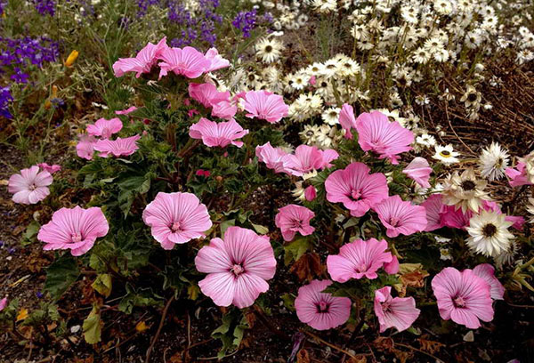 Blooming Lavatera