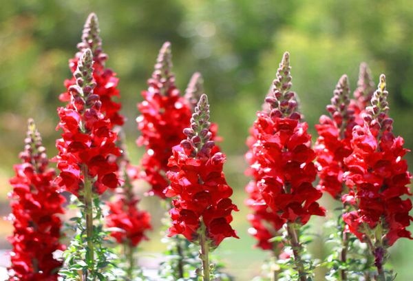 When and How to Plant Gourmet Snapdragon