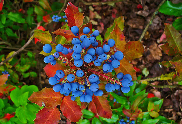 Mahonia berries in holly autumn