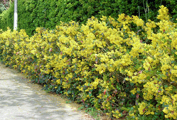 Mahonia holly hedge