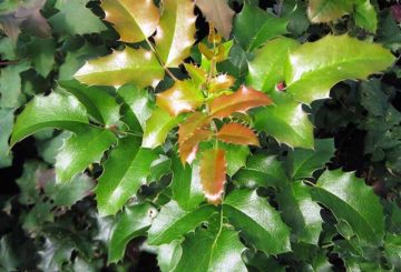 Mahonia holly foliage