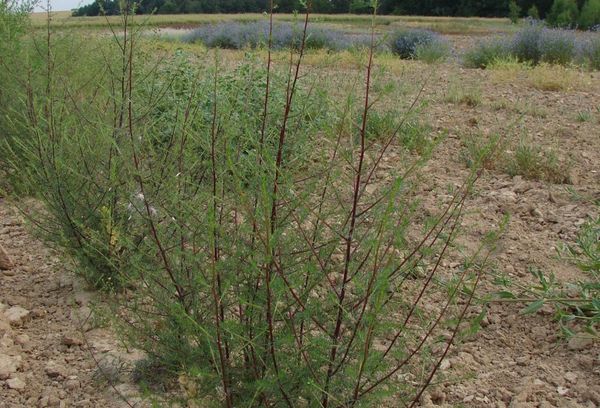 Foxtail myrikaria: เมื่อไหร่ที่ควรปลูกและวิธีการดูแลอย่างถูกต้อง