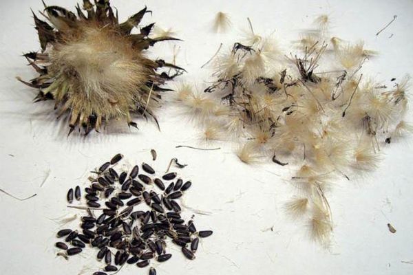 Bergamot seeds