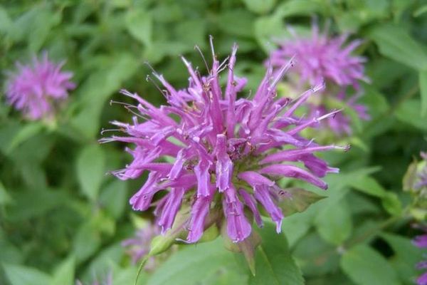 Features and preferences of monarda (bergamot) when grown in the open field