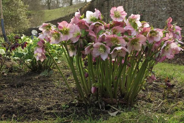 How to plant and care for a hellebore outdoors