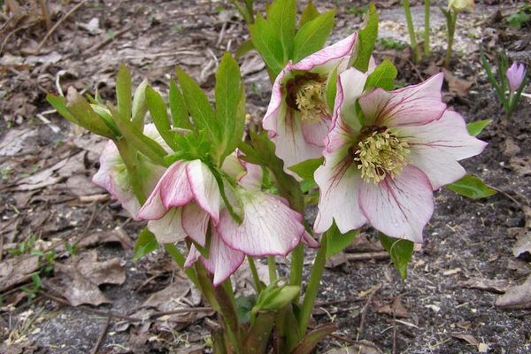 How to plant and care for a hellebore outdoors